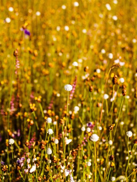 Grass Flower Field Wildflowers Free Stock Photo Public Domain Pictures