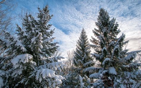 Tall Winter Trees Wallpapers Wallpaper Cave