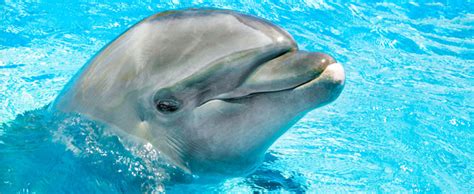 Sea Life Park Hawaii Dolphin Aloha Hawaii Discount