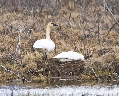 Free Picture Trumpeter Swans Nest Egde Lake Cygnus Buccinator