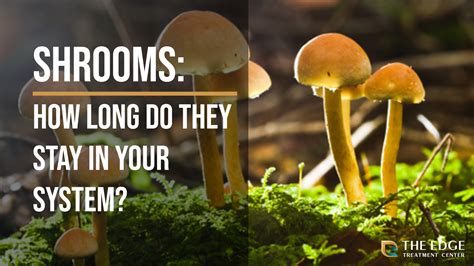 How Long Do Shrooms Stay In Your System