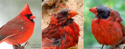 What is molting in parrots? Birds at Mid-summer | BirdNote