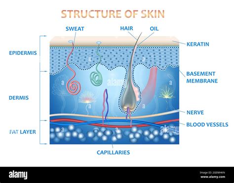 Anatomia De La Piel Fotos E Imágenes De Stock Alamy