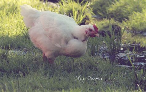 Raising Cornish X For Meat The Truth Backyard Chickens Community