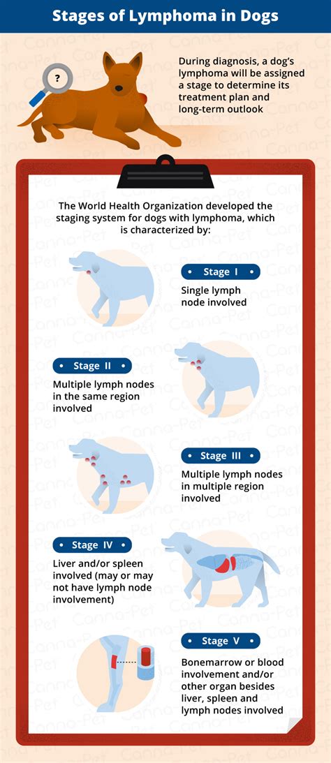 Lymphoma In Dogs Canna Pet