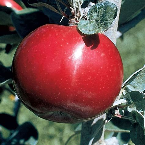 4.8 out of 5 stars 8. Starkspur® UltraMac™ Apple from Stark Bro's | Apple tree ...