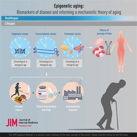 Epigenetic Aging Biological Age Prediction And Informing A Mechanistic
