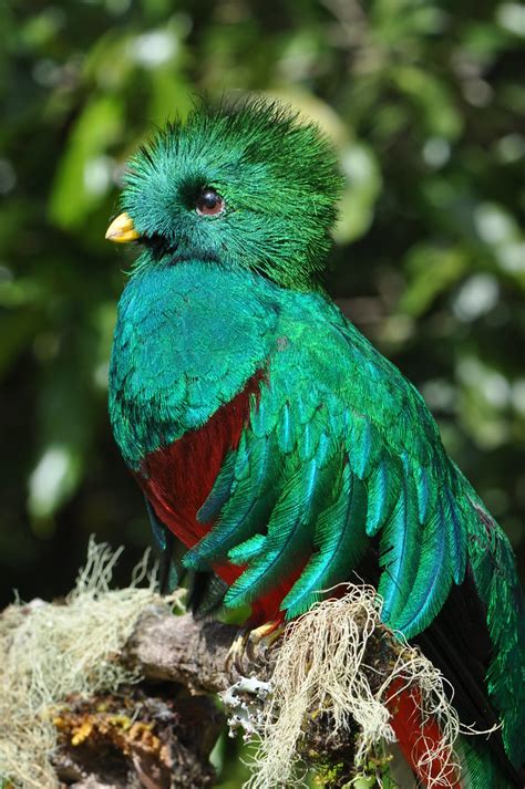 Quetzal Mount Back In April 2010 This Beautiful Male Respl Flickr