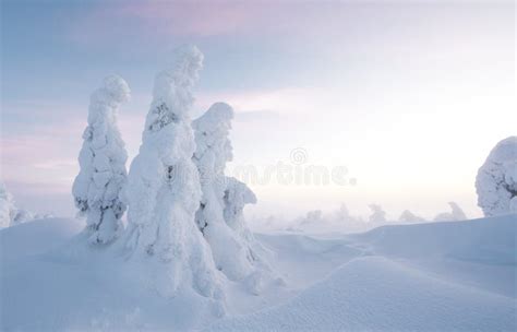 Frozen Trees In The Nature Of Finnish Lapland Stock Photo Image Of