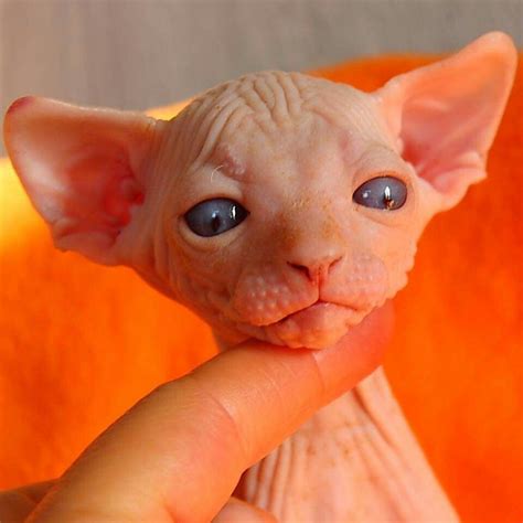 Pin By Michelle Malchow On Sphinxhairless Catsdobby Catsorientals