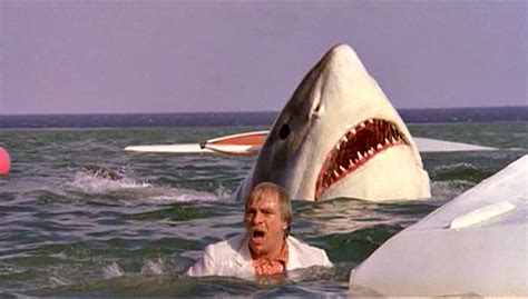 Why Do Great White Sharks Attack Humans Always Learning