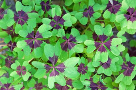 How To Grow And Care For Oxalis Plants Shamrock Garden Design