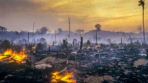 Oxford Institute La Deforestación Del Amazonas Durante El Gobierno De
