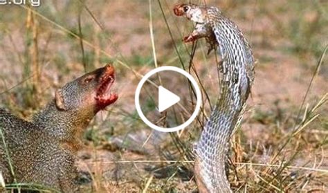 Videobox270 Mongoose Attack Cobra Snake Incredible Fighting