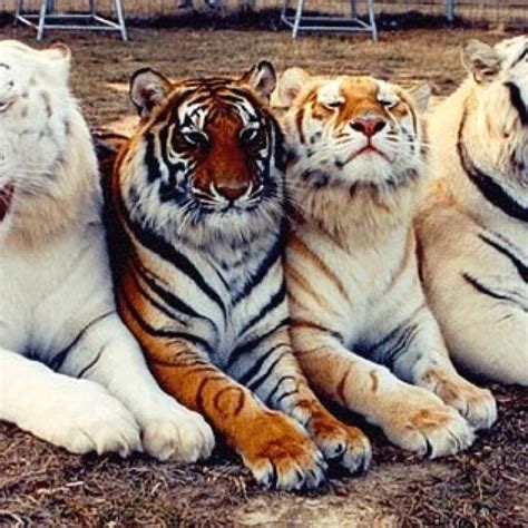 Rare Silver And Gold Tigers Animals Wild Golden Tabby Big Cats