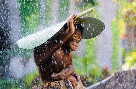 13 Winners Of The 2015 National Geographic Photo Competition Demilked