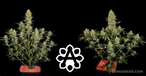 Autoflowering Cannabis Faq 7 Must Know Facts Sensi Seeds