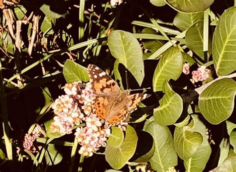 Photos Swarm Of Painted Lady Butterflies Fill The Sky In California