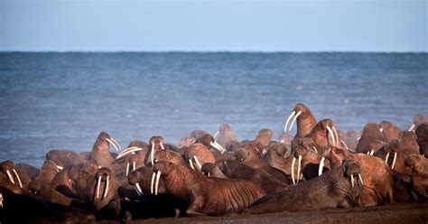 Village On Coast Of Alaska Is Overrun By Thousands Of Walruses Metro News
