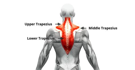 Trapezius Muscle Exercise Stretching And Strengthening Exercise