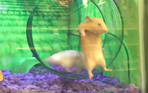The Epic Fail Of This Hamster Running On A Wheel Will Make You Laugh