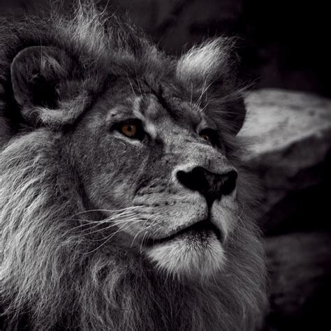 10 Most Popular Angry Lion Wallpaper Black And White Full