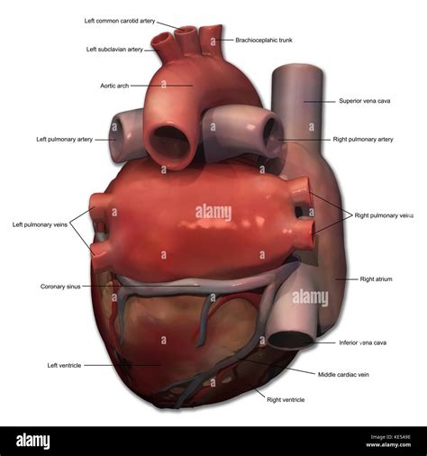 Vista Posterior De La Anatomía Del Corazón Humano Con Anotaciones