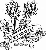 State Flower Coloring Vermont Flowers Drawing Oregon Redclover Clipartmag Central sketch template