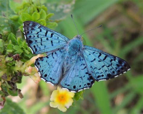 Blue Metalmark Butterfly Identification Facts And Pictures