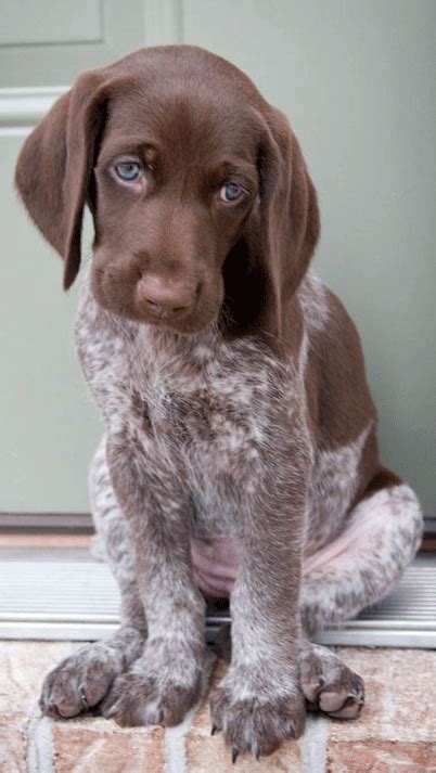 Puppies guaranteed for genetic disease. German Shorthaired Pointers - Puppies | Cuties | Pinterest
