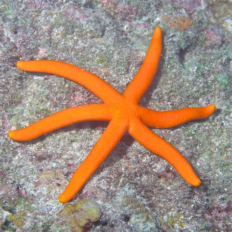 Orange Linkia Starfish Linkia Laevigata Sea Star Starfish Sea
