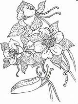 Columbine Coloring Drawing Flowers Drawings Flower Pen Ink Detailed Artists Printable Recommended sketch template