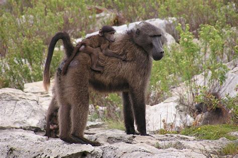 Baboon Genomes Shed New Light On Complex Evolutionary History University Of St Andrews News