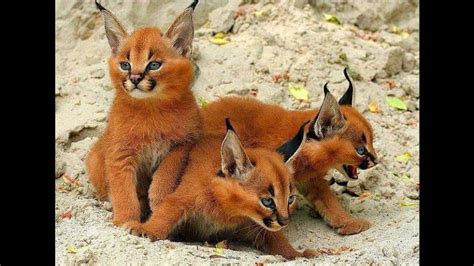 Check out our caracal cat selection for the very best in unique or custom, handmade pieces from our shops. We have beautiful kittens available both Serval and ...
