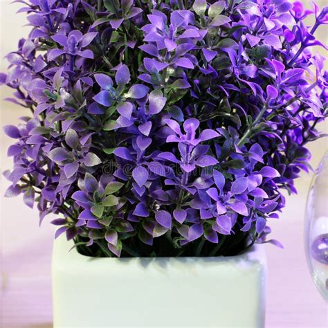 Purple Ornamental Plant In The House Stock Image Image Of Plants