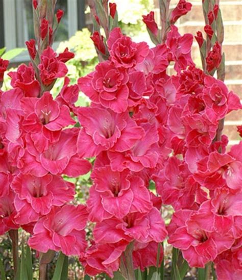 Pink Gladiolus Bulbs 5 Pc Blessings Plants Beautiful Bouquet Flowers