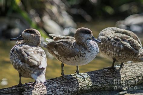 Marbled Ducks Photograph By Eva Lechner Pixels