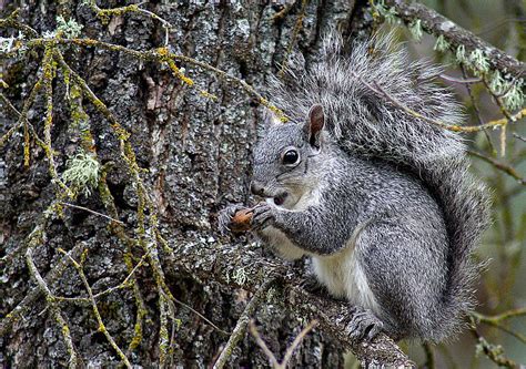 Western Grey Squirrel Photograph By Michael Allred Fine Art America