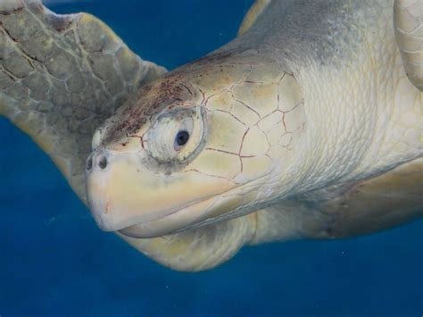 The Online Zoo Kemps Ridley Sea Turtle