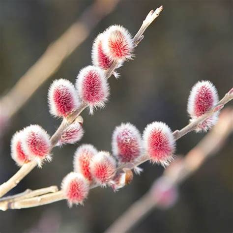 Mount Aso Japanese Pink Pussy Willow Salix Gracilistyla