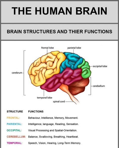 Review Of Brain Structures And Functions Diagram 2022 Bigmantova