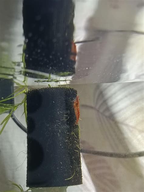 Need Help Sexing Shrimp Rshrimptank