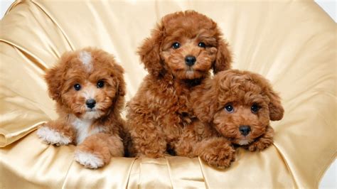 Join millions of people using oodle to find puppies for adoption, dog and puppy listings, and other pets adoption. Top 10 benefits of having a Toy Poodle - Toy Poodle Benefits