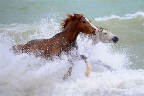 Playing In The Water Horses Pretty Horses Beautiful Horses
