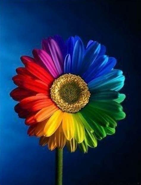 Rainbow Daisy Rainbow Flowers Rainbow Abstract Colorful Flowers