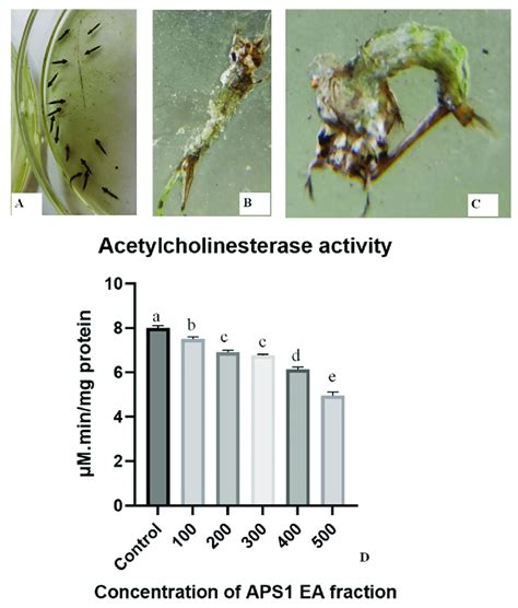 A B Fourth Instar Larvae Of Aedes Aegypti After Treatment With Aps Download Scientific