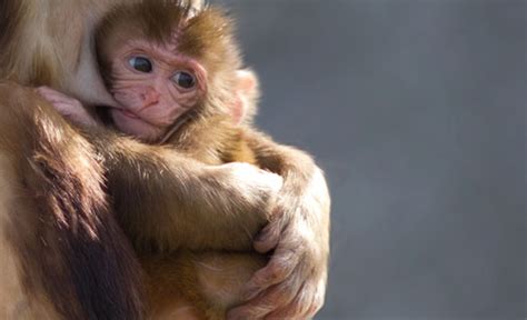 Check spelling or type a new query. Breast- and Bottle-fed Infant Monkeys Develop Different ...