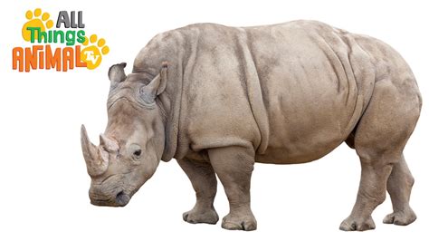 Rhinoceros Animals For Kids All Things Animal Tv Youtube