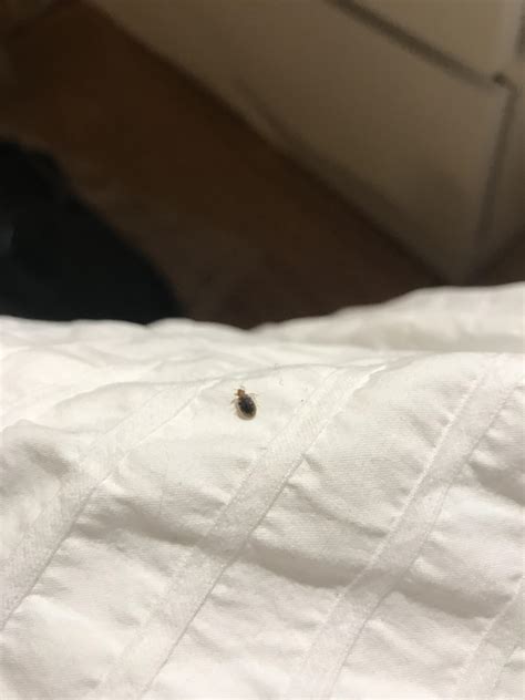 Is This A Bed Bug Havent Been In My Apartment Dec17 Jan3 And Just