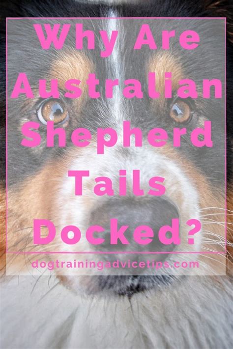 Why Are Australian Shepherd Tails Docked Here Is The Complete Guide